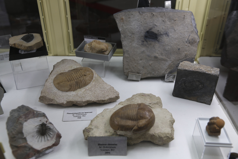 Sonderausstellung Trilobiten